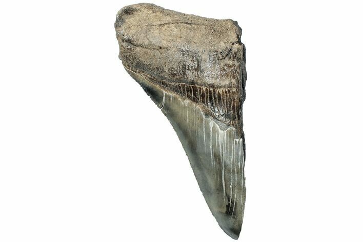 Partial, Fossil Megalodon Tooth - Serrated Blade #226558